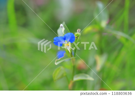 可愛的白晝花 可愛的白晝花 118803636