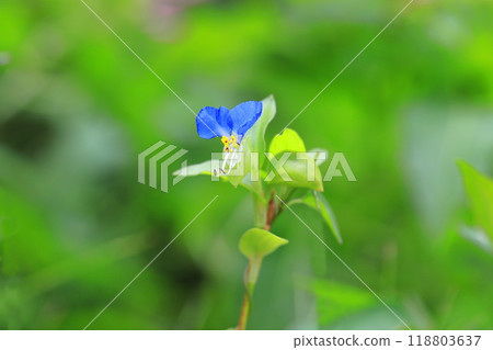 可愛的白晝花 118803637