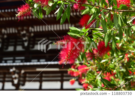 刷蟑螂 刷蟑螂 118803730