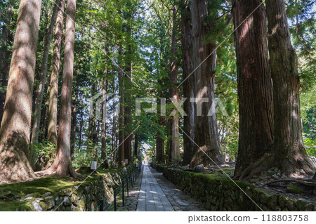 Kozenji Temple [Nationally designated Place of Scenic Beauty] A row of large cedar trees and a moss-covered approach to the temple / Komagane City, Nagano Prefecture 118803758
