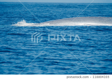 Whale Roar 6 Whale Roar 6 118804103