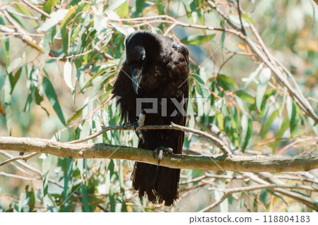 給烏鴉扇扇子2 118804183