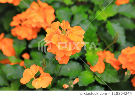 Orange Crossandra (Crossandra) Orange Crossandra (Crossandra) 118804244