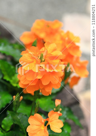 Orange Crossandra (Crossandra) 118804251