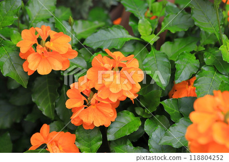 Orange Crossandra (Crossandra) Orange Crossandra (Crossandra) 118804252