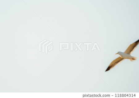 日落時的鳥 1 日落時的鳥 1 118804314