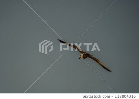 夕陽下的鳥3 118804316