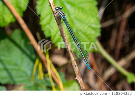 Macro shot of azure damselfly dragonfly 118804333