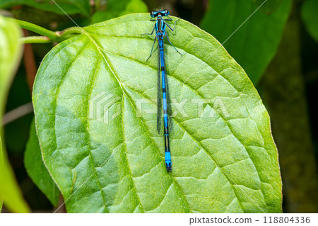 Macro shot of azure damselfly dragonfly Macro shot of azure damselfly dragonfly 118804336