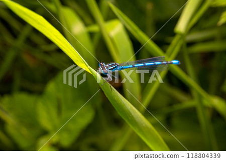 Macro shot of azure damselfly dragonfly 118804339