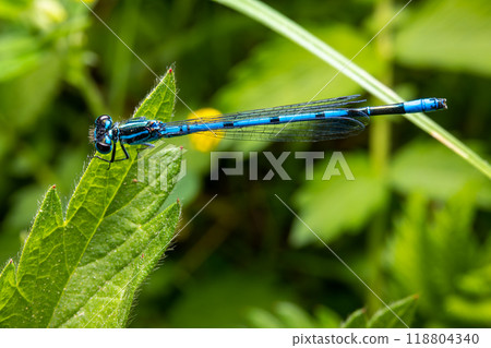 Macro shot of azure damselfly dragonfly Macro shot of azure damselfly dragonfly 118804340