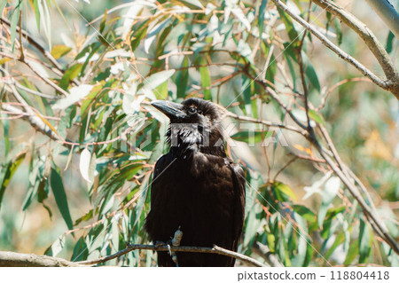 從下方拍攝烏鴉 3 118804418