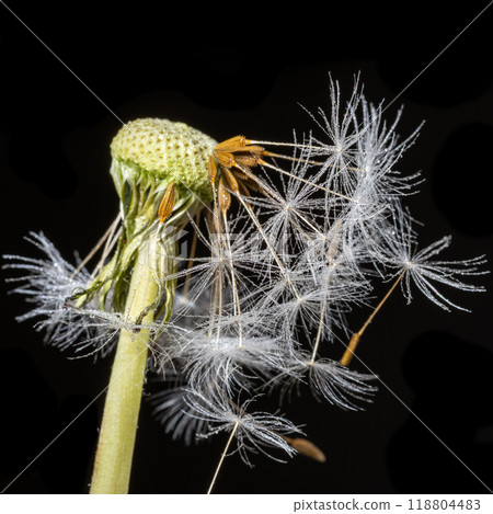 Close up, macro shot of stem of dandelion tipped with few seeds 118804483