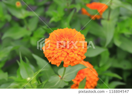美麗的百日菊花 美麗的百日菊花 118804547