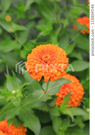 美麗的百日菊花 美麗的百日菊花 118804548