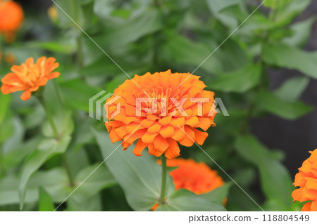 美麗的百日菊花 118804549