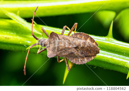 Macro image of a leather bug "Coreus marginatus" 118804562