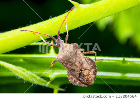 Macro image of a leather bug "Coreus marginatus" 118804564