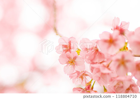 Kawazu cherry blossoms blooming in the warm spring sunlight Kawazu cherry blossoms blooming in the warm spring sunlight 118804710