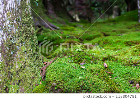 Jakkoin (a nunnery associated with the Tale of the Heike), Ohara Kusanocho, Sakyo Ward, Kyoto City, Moss garden (remains of the hermitage room) 118804781
