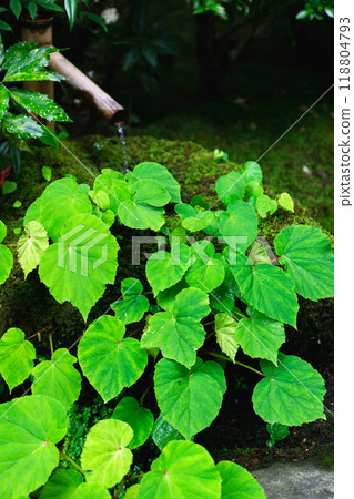 Jakkoin Temple (a nunnery associated with the Tale of the Heike) in Ohara Kusanocho, Sakyo Ward, Kyoto City - Tsukubai (water basin) on the temple grounds Jakkoin Temple (a nunnery associated with the Tale of the Heike) in Ohara Kusanocho, Sakyo Ward, Kyoto City - Tsukubai (water basin) on the temple grounds 118804793