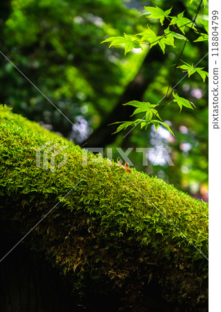 京都市左京區大原莊町寂光院古雲山脊門屋頂 118804799