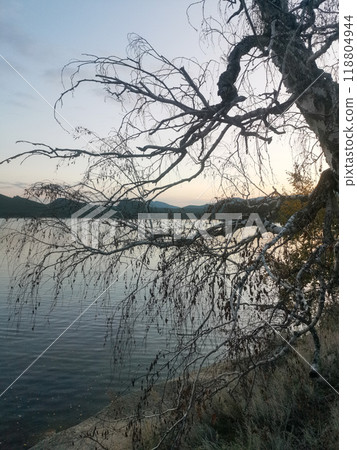 Tree with a branch hanging over a body of water Tree with a branch hanging over a body of water 118804944