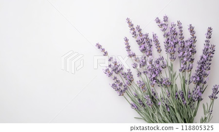 Lavender on a white background 118805325
