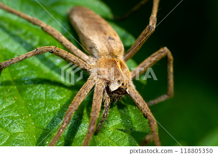 Macro photo of a hunting spider "pisaura mirabilis Macro photo of a hunting spider "pisaura mirabilis 118805350