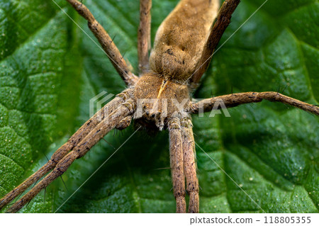 Macro photo of a hunting spider "pisaura mirabilis 118805355