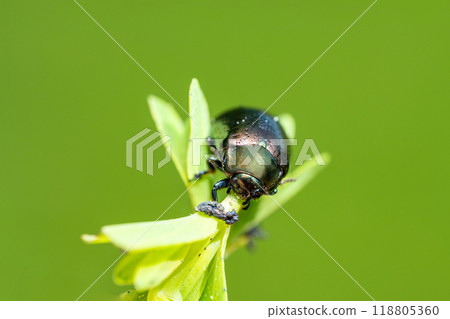 Macro shot of a small mint leaf beetle "chrysolina herbacea" 118805360
