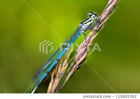 Macro shot of azure damselfly dragonfly 118805362