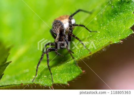 Macro photo of a wolf spider "Pardosa lugubris" 118805363