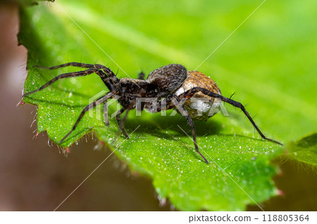 Macro photo of a wolf spider "Pardosa lugubris" 118805364