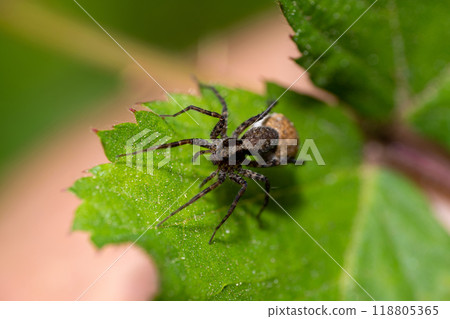 Macro photo of a wolf spider "Pardosa lugubris" 118805365