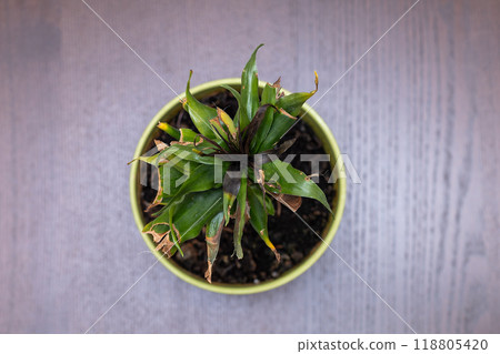 Picking sage seedlings into peat pots. Growing herbs on the windowsill and in the garden. Gardening, indoor floriculture. 118805420