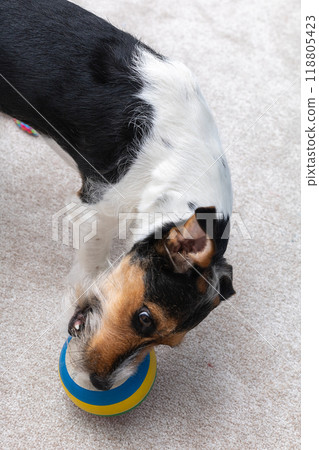 Close-up portrait of a Jack Russell Terrier dog holding a small orange ball Close-up portrait of a Jack Russell Terrier dog holding a small orange ball 118805423
