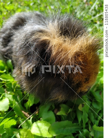 The guinea pig is a species of rodent belonging to the genus Cavia in the family Caviidae. The guinea pig is a species of rodent belonging to the genus Cavia in the family Caviidae. 118805438