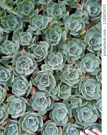 Echeveria in pots, green desert flowers. Green garden, house plants, many plants. Stone rose. Succulent market. Echeveria in pots, green desert flowers. Green garden, house plants, many plants. Stone rose. Succulent market. 118805455