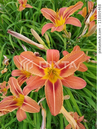 my garden potted Asiatic lilies 118805468