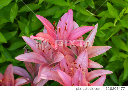 Zephyranthes flower. Common names for species in this genus include fairy lily 118805477