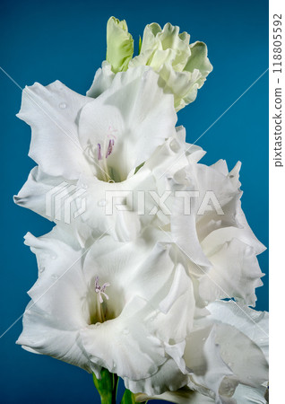 Blooming white gladiolus on a blue background 118805592