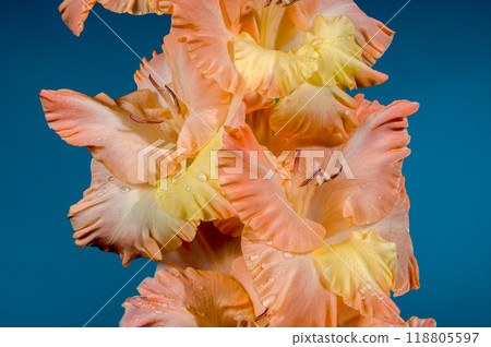 Blooming gladiolus kissy ruffle on a blue background Blooming gladiolus kissy ruffle on a blue background 118805597