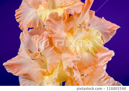 Blooming gladiolus kissy ruffle on a purple background 118805598