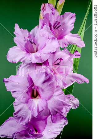 Blooming pink gladiolus on a green background 118805603