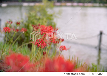 Flowers blooming in Ueno Park in autumn: red spider lilies 118805829