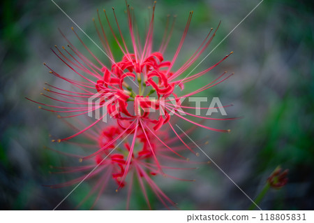 Flowers blooming in Ueno Park in autumn: red spider lilies Flowers blooming in Ueno Park in autumn: red spider lilies 118805831