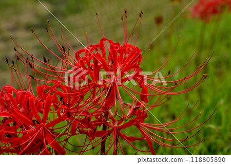 red spider lily red spider lily 118805890