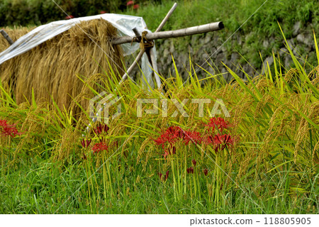 Rice harvest and red spider lilies 118805905