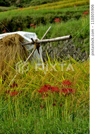Red spider lilies blooming on the ridges of a rice field after the rice harvest 118805906